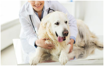 狗狗在体检时有哪些体检项目？